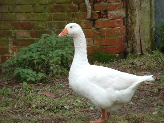 One of the geese that produce the lovely large eggs