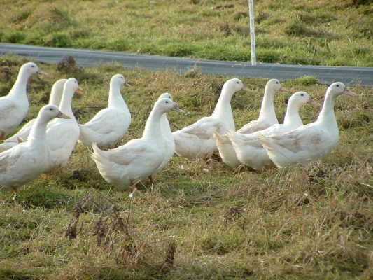 A flock of ducks roaming freely