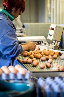 havensfield-eggs-quality-checks