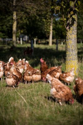 Hens roaming free in the Havensfield orchard