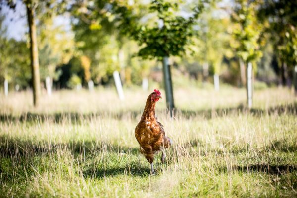 A lone Havensfield hen wandering in a field