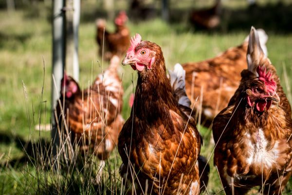 Happy Havensfield hens Happy Havensfield hens