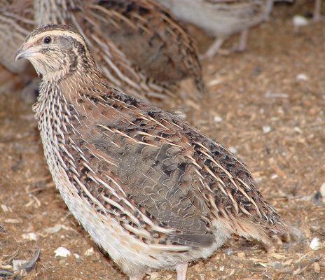 A quail, close up