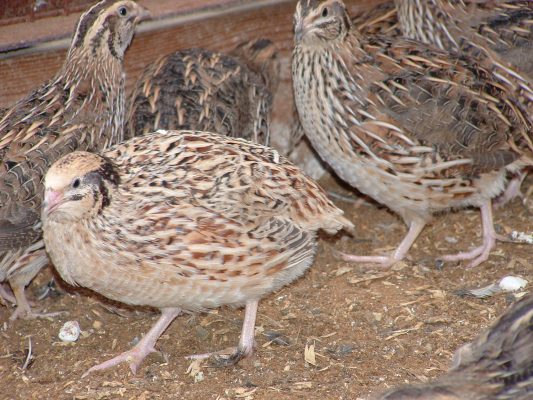 quails 2 Japanese quails are extremely sociable